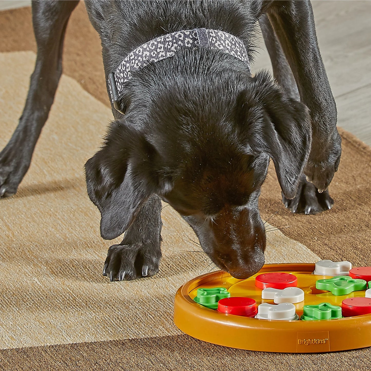 Brightkins Pizza Party! Dog Toy Treat Puzzle, Multi-Color Food Dispenser for Puppy Enrichment Training